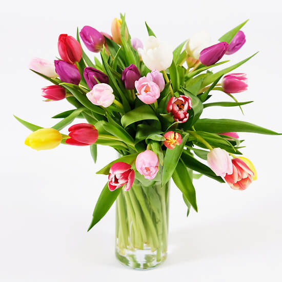 Regenbogen – mehrfarbige Tulpen, Blumenversand Solothurn